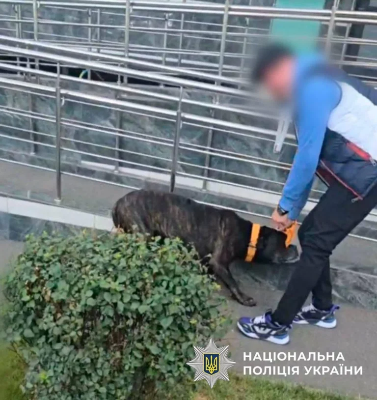 Чоловік бив собаку на вулиці в Києві: йому загрожує штраф та вилучення тварини