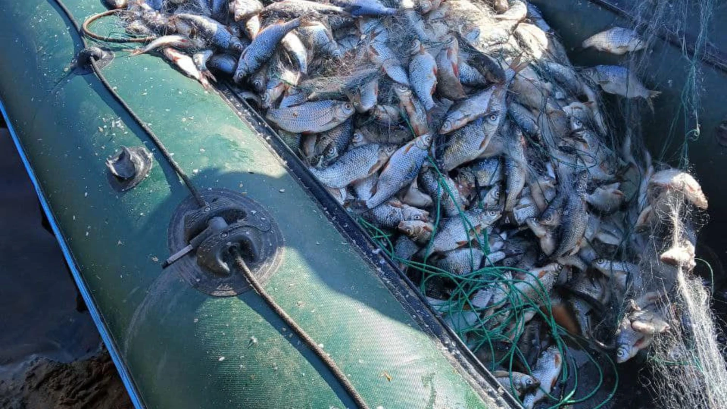 Понад 2,3 млн грн збитків: до суду скеровано справу щодо ексдиректора держінституту, який дозволив виловити 258 тонн риби