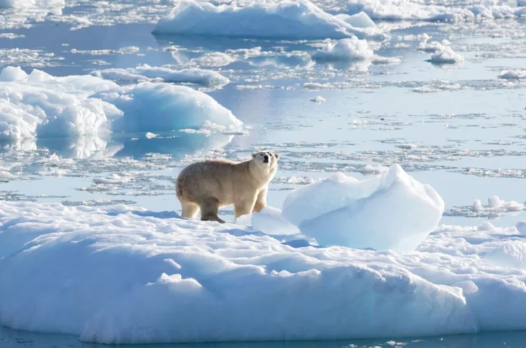 Українські Національні Новини (УНН)