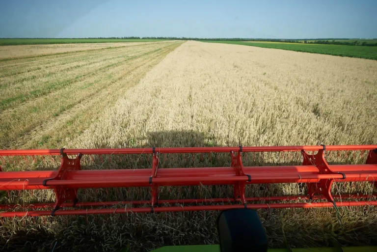 Жнива-2025: Україна зібрала близько 48 млн тонн зерна з 84% засіяних полів