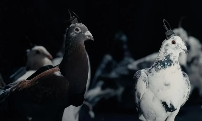 Українські Національні Новини (УНН)