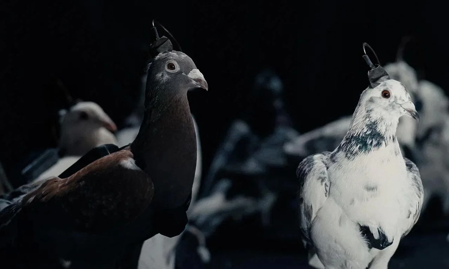 Українські Національні Новини (УНН)