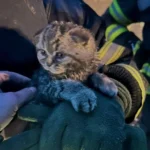 Рятувальники дістали кошеня з-під завалів після російського обстрілу на Київщині