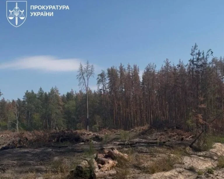 На Львівщині викрили схему вирубки лісу на 103 млн грн, підозрюваний депутат - Генпрокурор